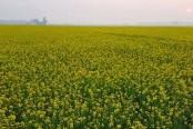 সখীপুরে সরিষার হলুদ ফুলে কৃষকের রঙিন স্বপ্ন
