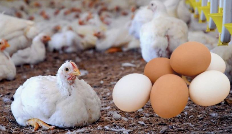 Bird flu-র সময় চিকেন ডিম খাওয়া কতটা নিরাপদ?
