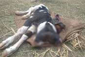 কুড়িগ্রামে দুই মাথাওয়ালা বাছুরের জন্ম
