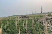 সাভার-আশুলিয়ায় অবৈধ ইটভাটায় বাড়ছে স্বাস্থ্যঝুঁকি, বিপন্ন পরিবেশ
