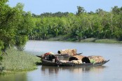 সুন্দরবনে বিষ দিয়ে মাছ নিধনে চলছে মহোৎসব
