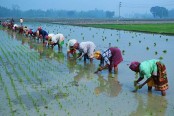 ঠাকুরগাঁওয়ে বোরো আবাদে ব্যস্ত কৃষকরা
