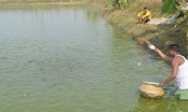 পুকুরে বিষ কিংবা মড়ক থেকে মাছ রক্ষার উপায়
