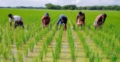 ৫৭ লাখ কৃষকের মাঝে ৩৭২ কোটি টাকার প্রণোদনা বিতরণ
