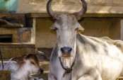 ভারতীয় গরুর মতো ‘বিশেষ ক্ষমতা কোনো গরুর নেই’