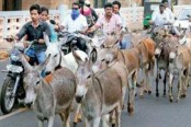 পুরুষত্ব ‘বাড়ে’ এমন ধারণা থেকে ভারতে জনপ্রিয় গাধার মাংস
