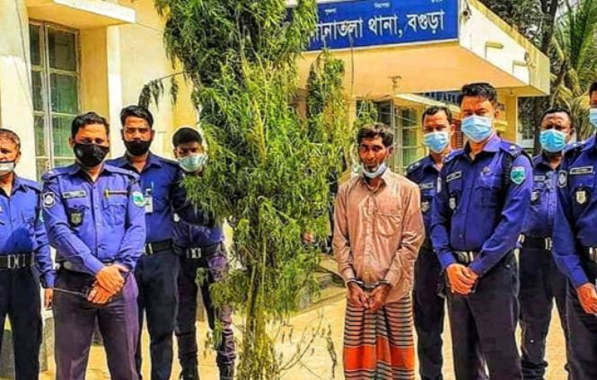 সোনাতলায় গাছসহ গাঁজা চাষি গ্রেফতার
