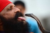 বিষধর সাপ খেলে সারে করোনা, গুজব ভারতে
