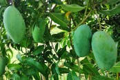 নওগাঁর নাক ফজলি আম স্বাদে গুণে অনন্য