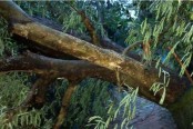 আকস্মিক ঝড়ে লণ্ডভণ্ড মোংলা