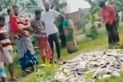 পুকুরে রাতের আধারে দুর্বৃত্তদের দেয়া বিষে কয়েক হাজার মাছের মৃত্যু