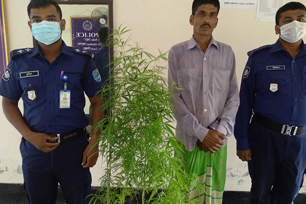 চরভদ্রাসনে গাঁজার গাছসহ গ্রেফতার ১