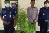 চরভদ্রাসনে গাঁজার গাছসহ গ্রেফতার ১