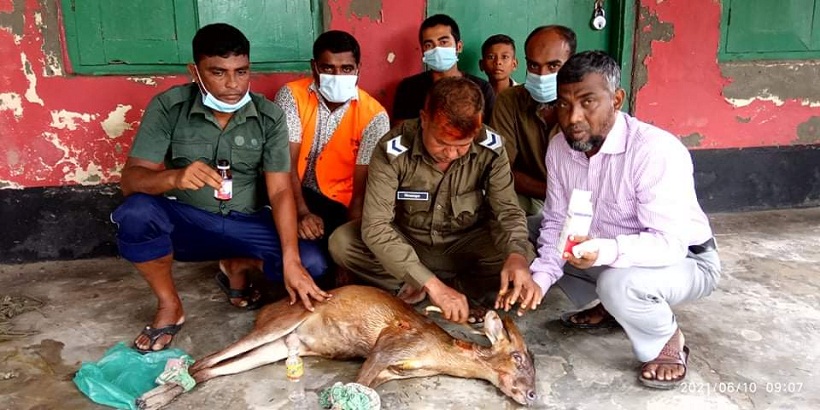 বাঘের আক্রমণে লোকালয়ে সুন্দরবনের হরিণ