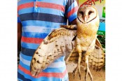 দিনাজপুরে বিরল প্রজাতির পেঁচা উদ্ধার