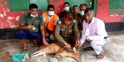 বাঘের আক্রমণে লোকালয়ে সুন্দরবনের হরিণ