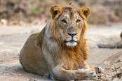 করোনার ভয়ঙ্কর থাবায় এবার সিংহের মৃত্যু!