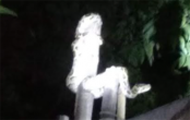 নেত্রকোনার দুর্গাপুরে লোকালয় থেকে অজগর সাপ উদ্ধার
