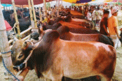 রংপুরে কোরবানিযোগ্য পশু ১৩ লাখ