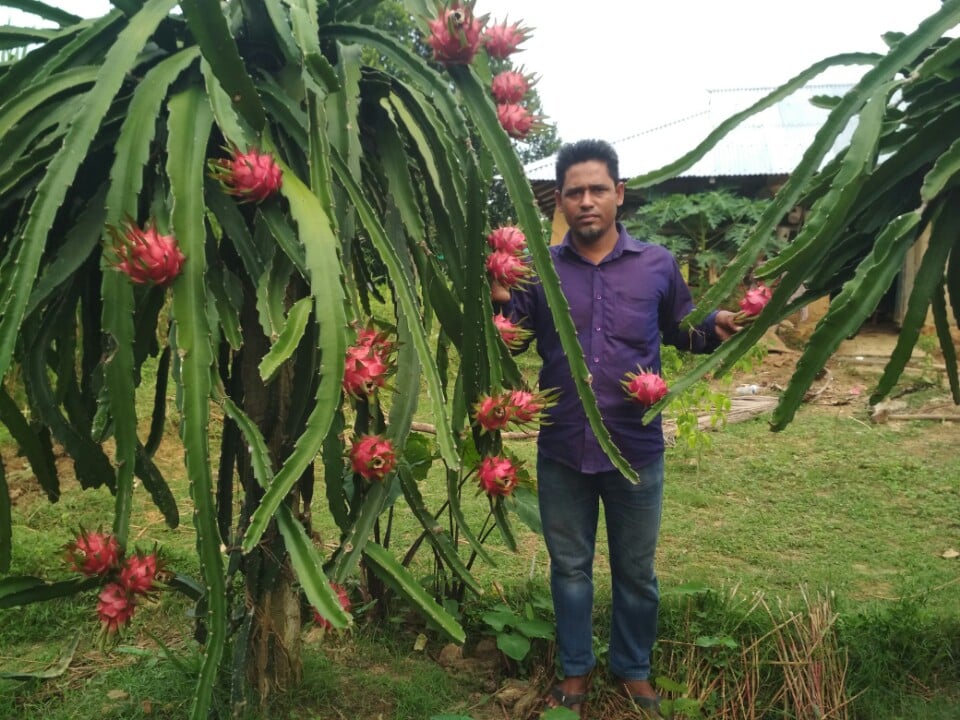 নিজ ঘরের আঙিনায় বিদেশি ফলের চাষ করে সফল আলম