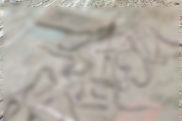 ঘরের ভেতরে পাওয়া গেল ২৬ অজগরের বাচ্চা