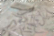 ঘরের ভেতরে পাওয়া গেল ২৬ অজগরের বাচ্চা
