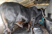বাংলার নবাবের ওজন ২৫ মন, দাম হাকিয়েছেন ১২ লক্ষ টাকা