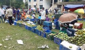 করোনার প্রভাব পড়েছে সূর্য্যপুরীর আমের বাজারে