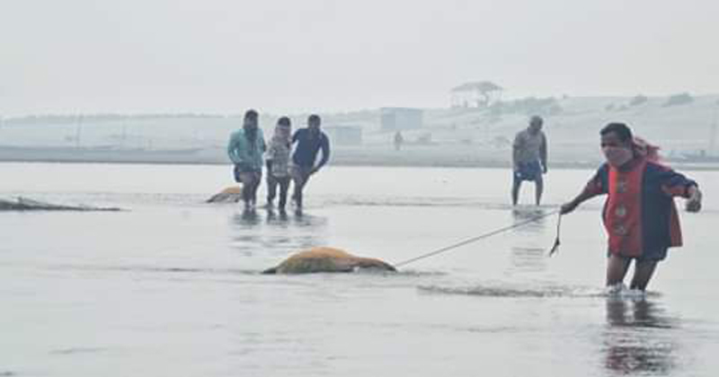 সাগর থেকে ভেসে আসল পা রশি দিয়ে বাঁধা ৯ গরু