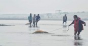 সাগর থেকে ভেসে আসল পা রশি দিয়ে বাঁধা ৯ গরু