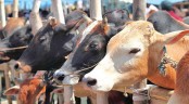 শঙ্কায় খামারি ও ব্যবসায়ীরা
