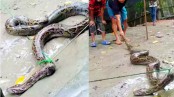 মুরগির খোপ খুলতেই বেড়িয়ে এলো বিশাল অজগর