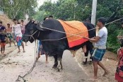 ‘বেনাপোলের বস গরু’র ওজন ৩৮ মণ, দাম হাঁকানো হয়েছে ২৫ লাখ টাকা