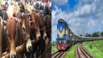 এবারও কোরবানির পশু পরিবহনে বিশেষ ট্রেন, প্রতি কি:মি: ভাড়া ২০ টাকা