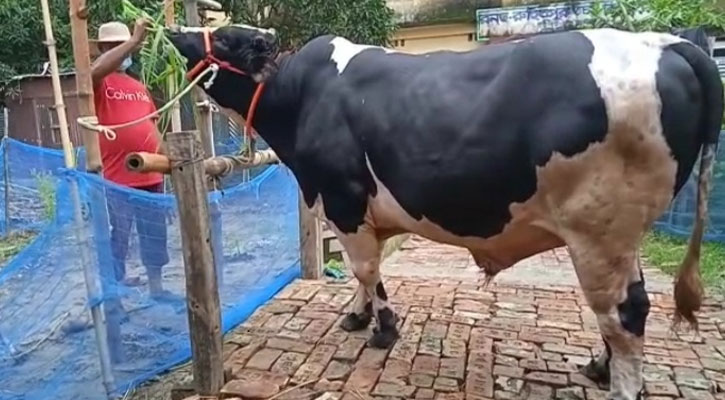 ২১ মণের ‘শের খান’ প্রতিদিন খাবার খায় ১৮০ কেজি