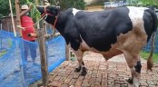 ২১ মণের ‘শের খান’ প্রতিদিন খাবার খায় ১৮০ কেজি