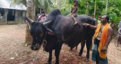 ১ কোটি টাকার গরু নিয়ে বিপদে খামারি