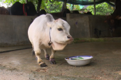 বিশ্বের সবচেয়ে ছোট গরুর ওজন ২৬ কেজি!