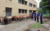 কঠোর লকডাউনেও আসছে ভারতীয় গরু