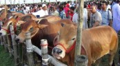 বাড়ছে সংক্রমণ, পশুর হাট নিয়ে কী ভাবছে সরকার
