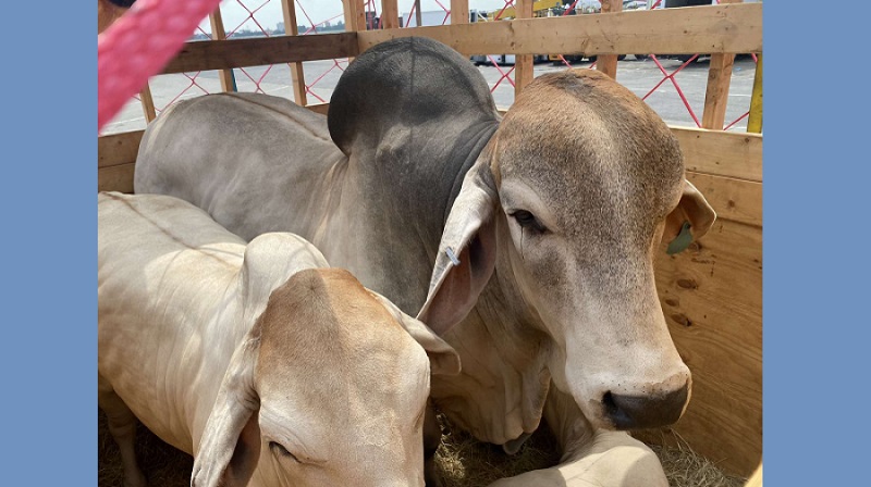 যুক্তরাষ্ট্র থেকে বিমানে ঢাকায় এলো ২ কোটি টাকার ১৮ টি গরু