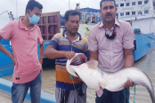 পদ্মায় ধরা পড়লো ১৩ কেজির বোয়াল, ২৩ হাজার টাকায় বিক্রি