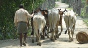 সীমান্ত দিয়ে ঢুকছে হাজারো গরু, শঙ্কায় দেশীয় খামারিরা