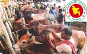 এ বছর যেভাবে চলবে কোরবানির গরু কেনা-বেচা