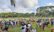 বরগুনা পশুরহাটে কেউ মানছে না স্বাস্থ্যবিধি