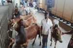আজ থেকে চালু হচ্ছে পশুবাহী স্পেশাল ট্রেন
