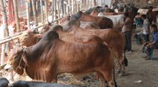 শুরু হলেও জমেনি পশুর হাট