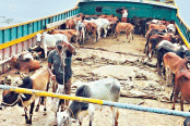 ভাসানচরের রোহিঙ্গাদের জন্য ঈদে দুই শতাধিক গরু