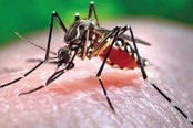২৪ ঘণ্টায় হাসপাতালে ভর্তি ৮৫ ডেঙ্গু রোগী
