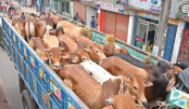 ৬ বছর পর দেশে সবচেয়ে কম পশু কোরবানি হলো